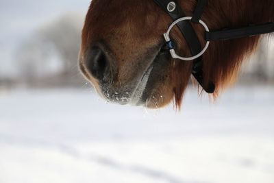 Close-up of a horse