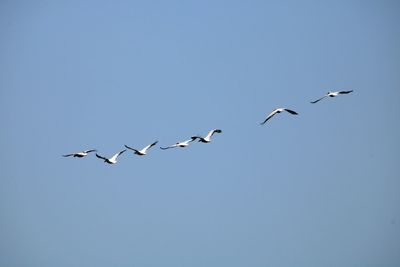 Low angle view of birds flying in sky