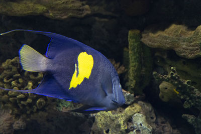 View of fish swimming in sea