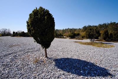 Shadow of trees on field against clear sky