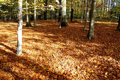 Trees growing in forest