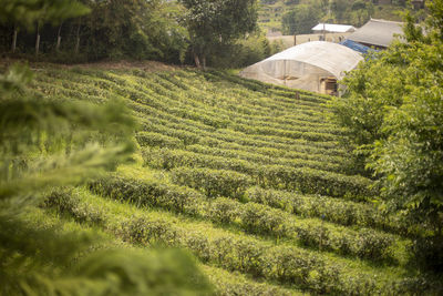 Scenic view of agricultural field