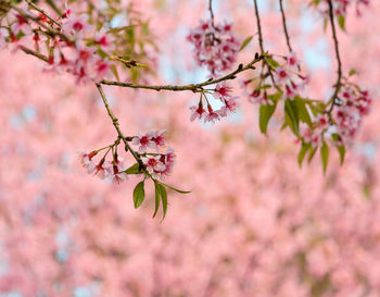 Close-up of pink cherry blossoms in spring