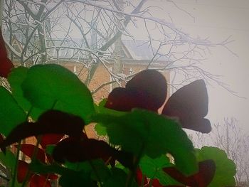 leaf