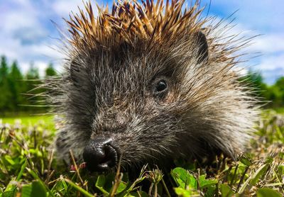 Close-up of an animal on grass