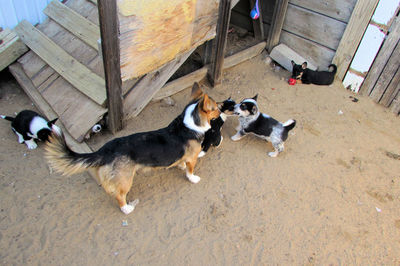 High angle view of dogs on floor