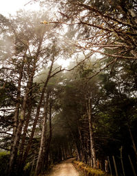 Low angle view of trees against sky