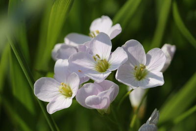 Close-up of white flowers