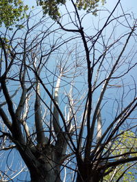 Low angle view of bare trees against blue sky