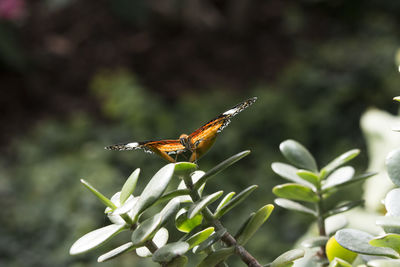 Close-up of butterfly on plant