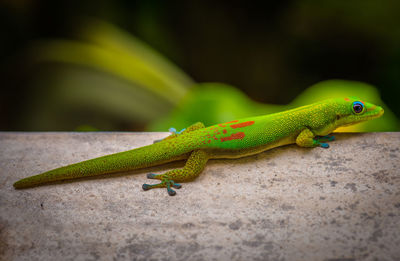 Green lizard