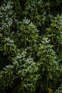 Pine trees in forest