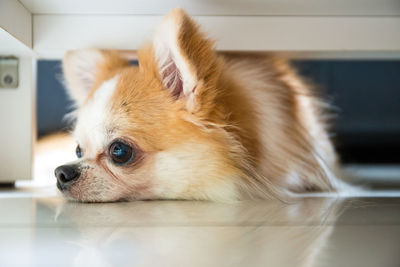 Close-up of a dog looking away at home