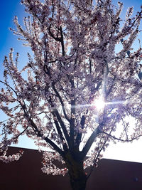 Low angle view of cherry tree against clear sky