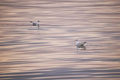 Seagulls flying over lake