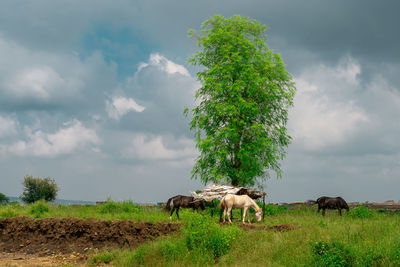 View of horse on field against sky