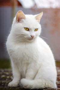 Portrait of white cat