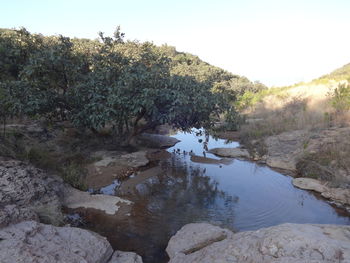 Scenic view of river amidst trees in forest against clear sky