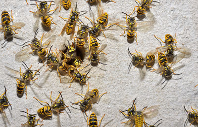 Close-up high angle view of honey bees