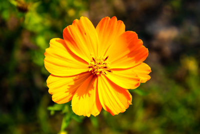Close-up of yellow flower