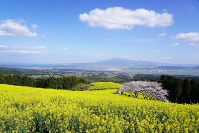 Scenic view of field against sky