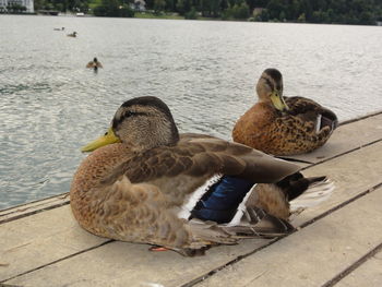 Mallard ducks on pier over lake