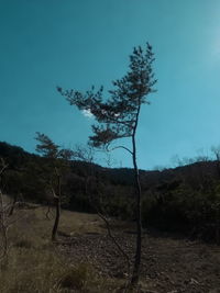 Trees on field against blue sky