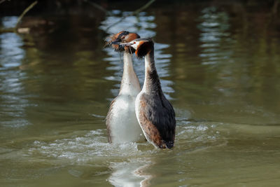 Great crested grebes courtship