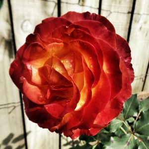 Close-up of red rose