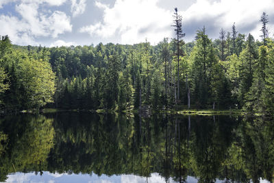 Scenic view of lake by trees in forest against sky