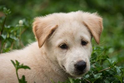 Close-up portrait of puppy