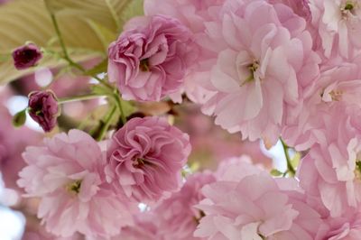 Close-up of pink flowers