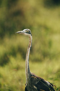 Close-up of a bird