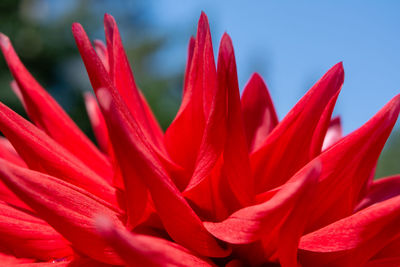 Close-up of red flowering plant