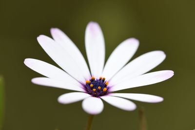 Close-up of white daisy