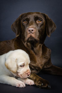 Portrait of puppy sitting against gray background