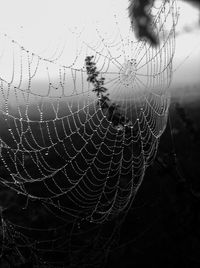 Close-up of spider web