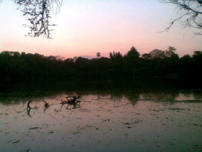 sunset, tree, water, silhouette, tranquil scene, lake, tranquility, reflection, scenics, sky, nature, beauty in nature, bird, animal themes, clear sky, dusk, idyllic, waterfront, river, orange color