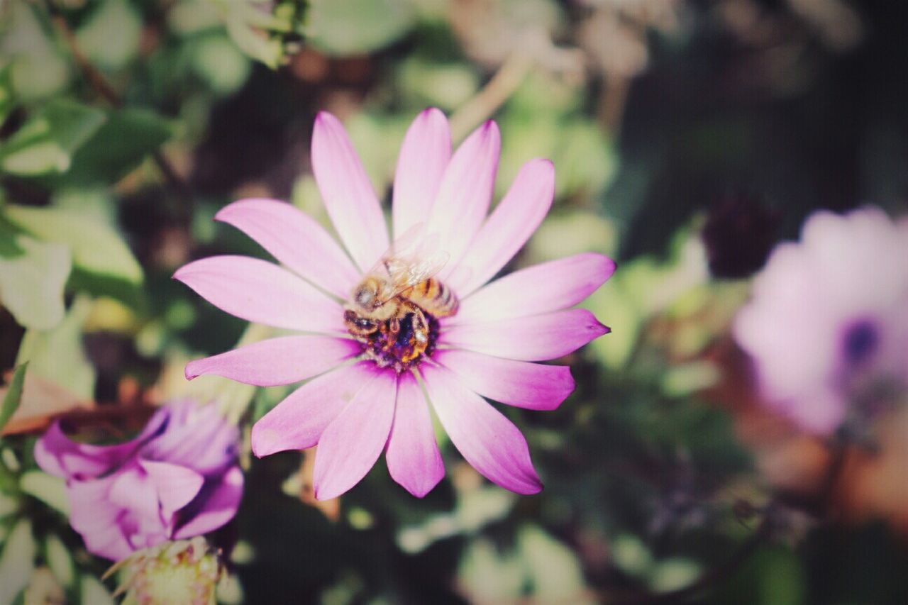 flower, petal, freshness, flower head, fragility, focus on foreground, growth, beauty in nature, blooming, close-up, pink color, pollen, nature, single flower, in bloom, plant, park - man made space, blossom, stamen, selective focus