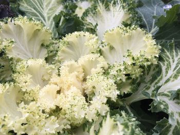 Close-up of flowers