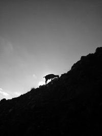 Low angle view of silhouette birds against sky