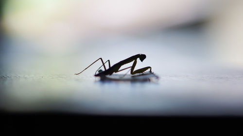 Close-up of silhouette praying mantis on wall