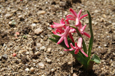 Close-up of pink flowering plant