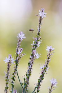 Close-up of bee pollinating on purple flower