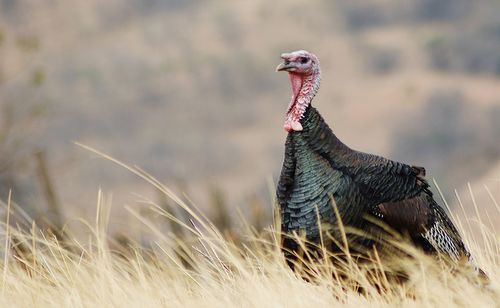 Close-up of a turkey on field