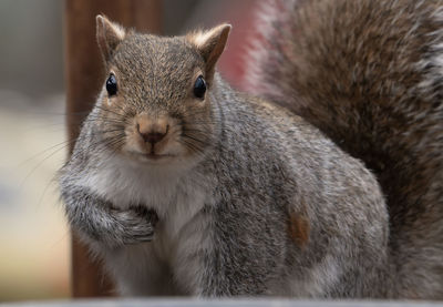 Close-up of squirrel