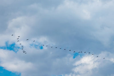 Low angle view of birds flying in sky