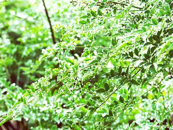 Plants growing on tree