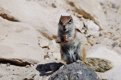 Squirrel on rock