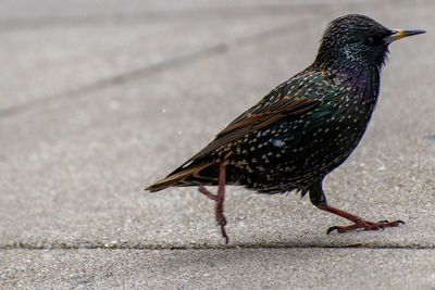 Close-up of a bird on the street